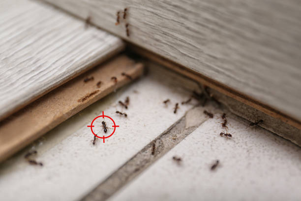 Best Flea Control Services  in Lake Nacimiento, CA
